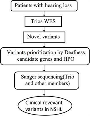 A frameshift mutation of TMPRSS3 in a Chinese family with non-syndromic hearing loss